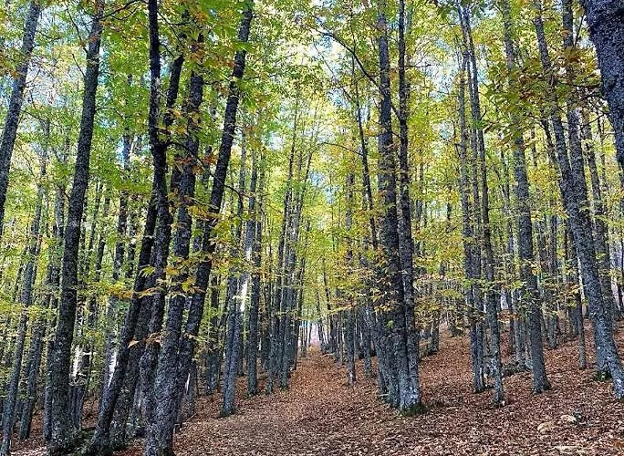 Bonita Casa En El Bosque - بيت للعطل إل تيمبلو